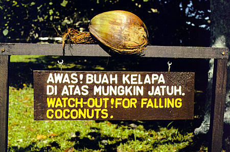 Coconut warning sign at Bako National Park in Sarawak. Malaysia.