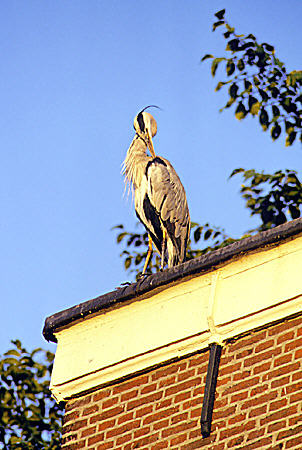 Purple heron sits atop a building. Amsterdam, Netherlands.
