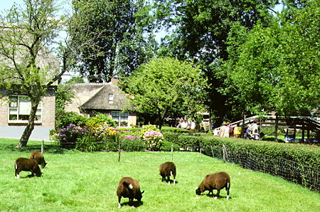 Sheep grazing. Giethoorn, Netherlands.