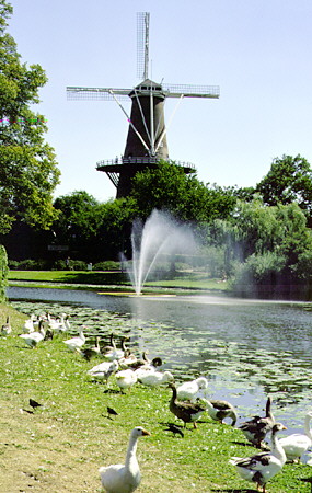 Windmill & geese in Molen de Valk. Leyden, Netherlands.