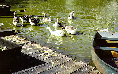 Geese at Netherlands Open Air Museum. Arnhem, Netherlands.