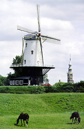 Windmill & horses in Veere. Veere, Netherlands.