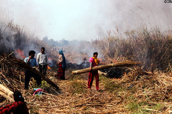 People from nearby villages use fire to harvest reeds & grasses once each year in Chitwan National Park. Nepal.