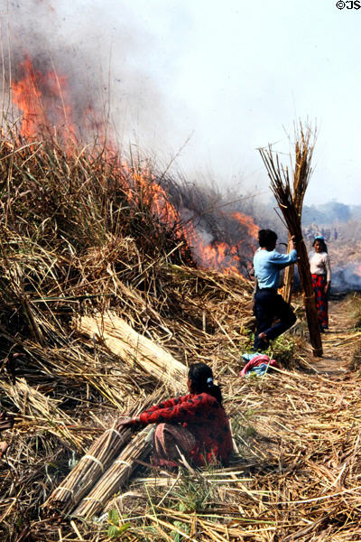 Harvesting reeds for roofs & fodder from Chitwan National Park. Nepal.