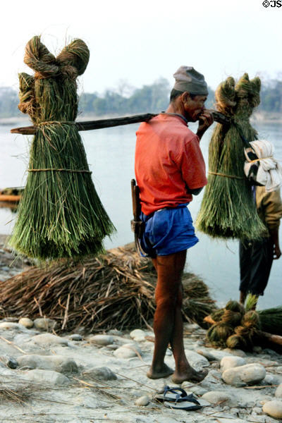 Nepalese man carrying grasses on shoulder pole in Chitwan National Park. Nepal.