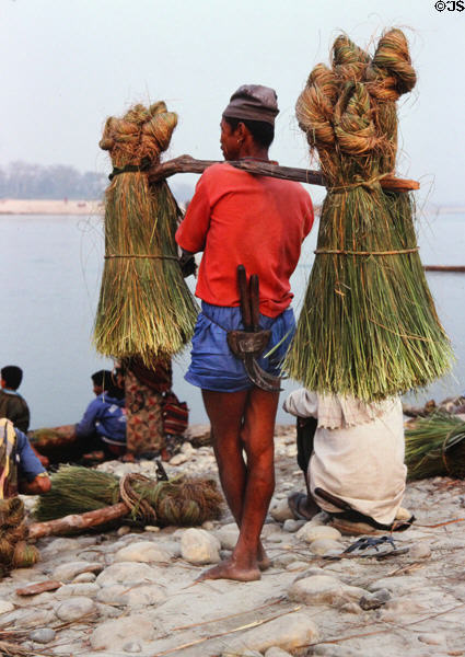 Nepalese man carrying grasses on shoulder pole in Chitwan National Park. Nepal.