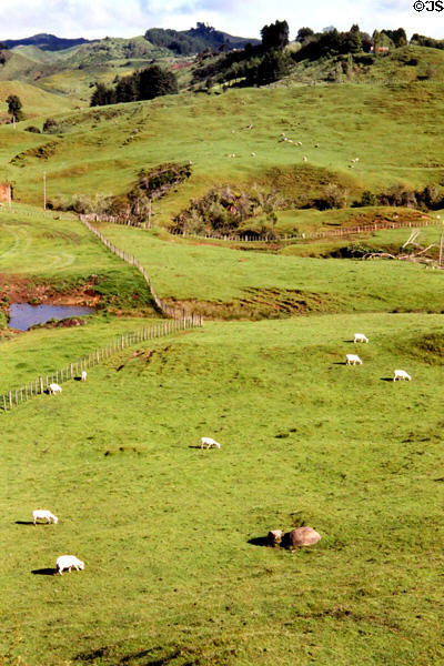 Sheep meadows near Papiriki as seen from road to Raetihi. New Zealand.