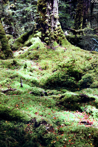 Forest floor on Lake Duna Nature Walk near Milford Sound. New Zealand.