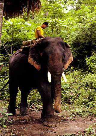 Asian elephant used for logging near Chiang Mai. Thailand.
