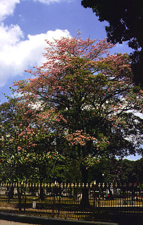 Pink Poui tree in Woodford Square, Port of Spain. Trinidad and Tobago.