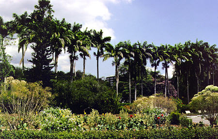 Botanical garden in Port of Spain. Trinidad and Tobago.