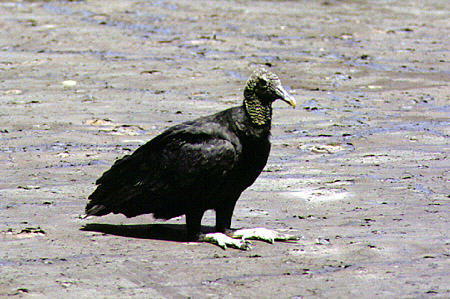 Black vulture sitting on the warm surface of Pitch Lake. Trinidad and Tobago.