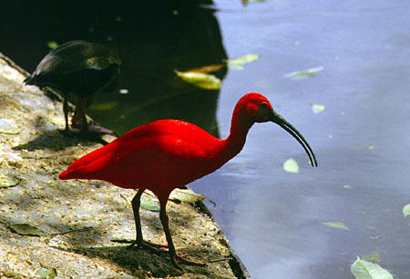Scarlet Ibis at Pointe-a-Pierre owned by the Wild Fowl Trust. Trinidad and Tobago.