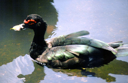 Muscovy Duck swims on the water at Pointe-a-Pierre protected by the Wild Fowl Trust. Trinidad and Tobago.