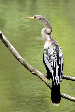 Anhinga rests on a branch in Pointe-a-Pierre. Trinidad and Tobago.