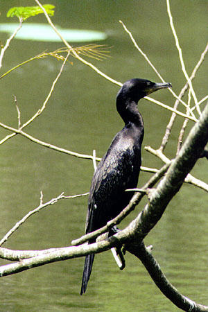 Cormorant sits on a branch at Pointe-a-Pierre. Trinidad and Tobago.