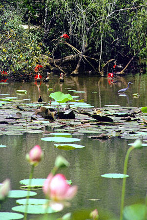 Variety of birds on a lake at Pointe-a-Pierre, protected by the Wild Fowl Trust. Trinidad and Tobago.