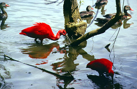 Scarlet Ibis along with ducks in the waters of Pointe-a-Pierre. Trinidad and Tobago.