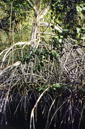 Mangroves of the Caroni Bird Sanctuary. Trinidad and Tobago.