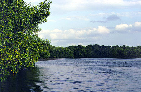 Wetlands and lakes of the Caroni Bird Sanctuary. Trinidad and Tobago.