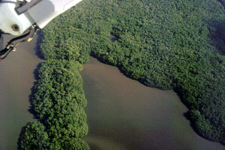 Caroni swamp seen from air. Trinidad and Tobago.