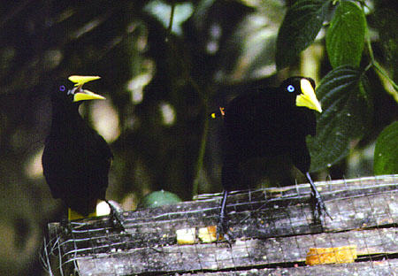 Yellow bills & blue eyes of Crested Oropendolas at Asa Wright Nature Center. Trinidad and Tobago.