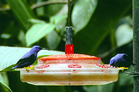 Purple Honeycreepers at Asa Wright Nature Center. Trinidad and Tobago.
