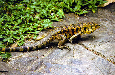 Golden Tegu lizard [aka Matte] crawls on ground at Asa Wright Nature Center. Trinidad and Tobago.