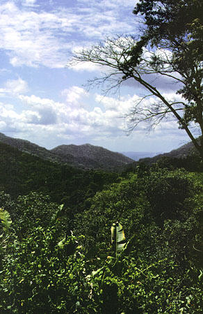 Forest of Asa Wright Nature Center. Trinidad and Tobago.