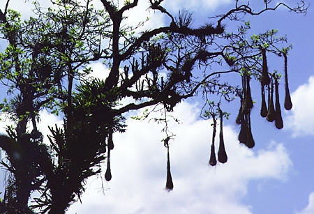 Oropendula nest hang from a tree in Trinidad. Trinidad and Tobago.
