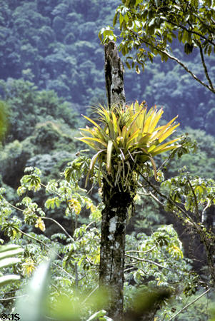 Tropical plants at Asa Wright Nature Center. Trinidad and Tobago.