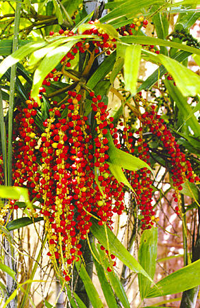 Red fruits on plants on Trinidad. Trinidad and Tobago.