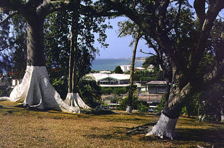 Trees of Botanic gardens with Scarborough in the background. Trinidad and Tobago.