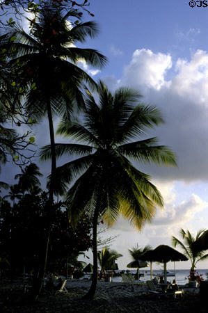 Palms at Pigeon Point on Tobago. Trinidad and Tobago.
