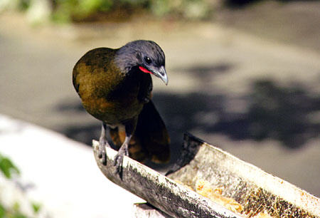Rufous-vented Chachalaca lands on the feeder at Arnos Vale Resort. Trinidad and Tobago.