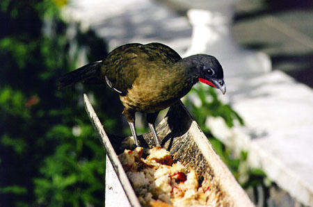 Rufous-vented Chachalaca samples feeder at Arnos Vale Resort. Trinidad and Tobago.