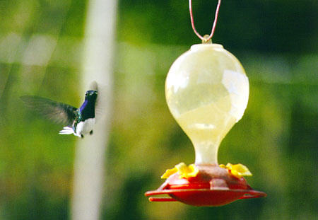 White-necked Jacobin hummingbird hovers at feeder at Arnos Vale Resort. Trinidad and Tobago.