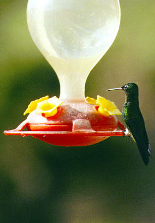 Black-throated Mango eats from feeder at Arnos Vale Resort. Trinidad and Tobago.