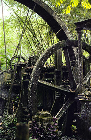 Jungle-covered sugar mill-machinery at Arnos Vale Mill. Trinidad and Tobago.