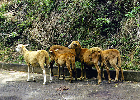 Goats on the north coast of Tobago. Trinidad and Tobago.