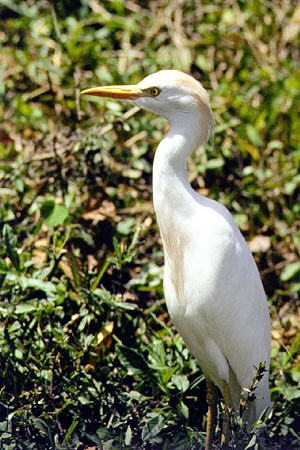 Cattle Egret in the grass along north coast of Tobago. Trinidad and Tobago.