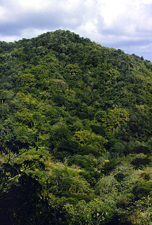 Rain Forest Reserve on Tobago. Trinidad and Tobago.