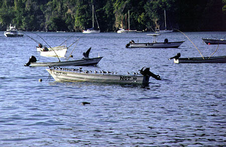 Fishing boats in Charlotteville harbor. Trinidad and Tobago.