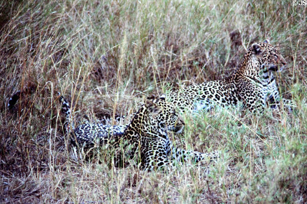 Two camouflaged Leopards (<i>Panthera pardus</i>) in grass at Serengeti National Park. Tanzania.