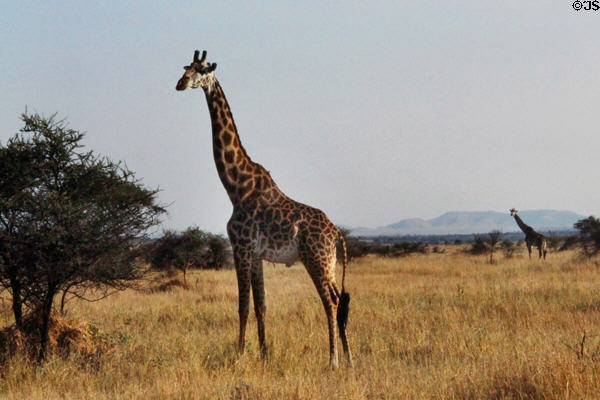 Masai Giraffes (<i>Giraffa tippelskirchii</i>) standing on plains of Serengeti National Park. Tanzania.