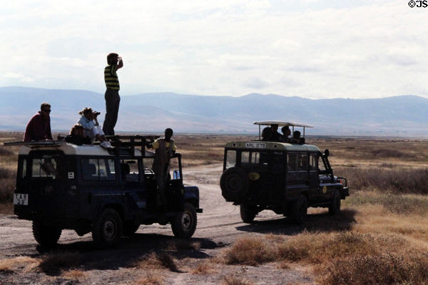 Jeep safaris provide safety for tour of Ngorongoro Park. Tanzania.