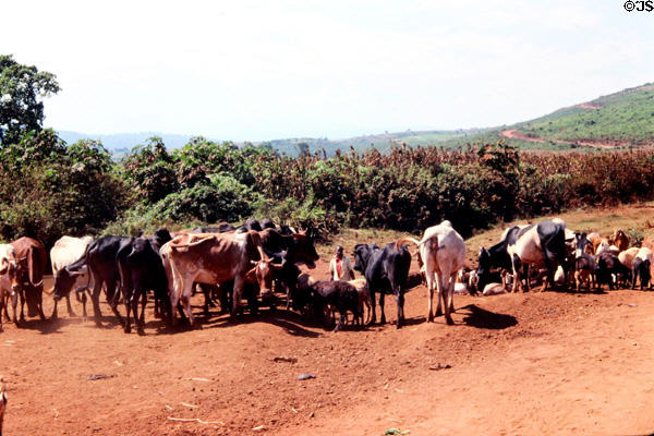 Cattle & other farm animals on road between Lake Manyara & Ngorongoro Crater. Tanzania.