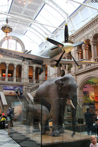 Mark 21 Spitfire LA198 (1944) hangs over elephant display at Kelvingrove Art Gallery. Glasgow, Scotland.