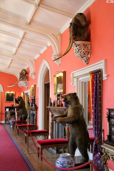 Stuffed bears, elephant skulls & various items brought back by family members who served as ambassadors in inner hall at Scone Palace. Perth, Scotland.