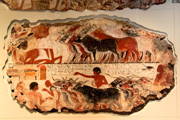 Wall painting of Nebamun counting his cattle (18th Dynasty - c1350 BCE) from his tomb, Thebes at British Museum. London, United Kingdom.